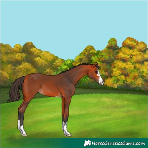 Horse Color:Bay 