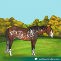 Horse Color:Bay Frame Rabicano and Bay Splash Rabicano