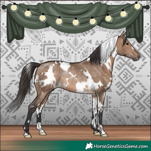 Horse Color:White Spotted Brown Dun Rabicano 