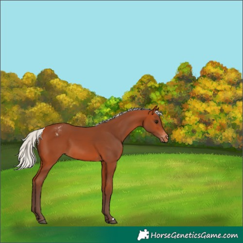 Horse Color:Silver Bay Appaloosa 