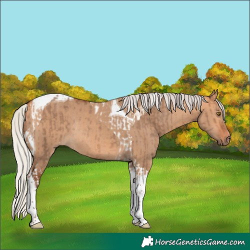 Horse Color:Silver Bay Dun Tobiano Appaloosa Rabicano  and Silver Bay Dun Tobiano Rabicano 