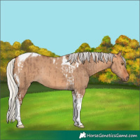 Horse Color:Silver Bay Dun Tobiano Appaloosa Rabicano  and Silver Bay Dun Tobiano Rabicano 