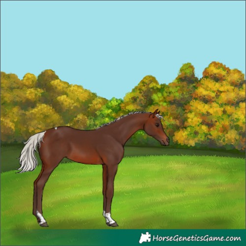 Horse Color:Silver Bay Tobiano Rabicano 