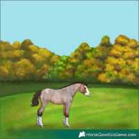 Horse Color:Bay Roan Splash Varnish