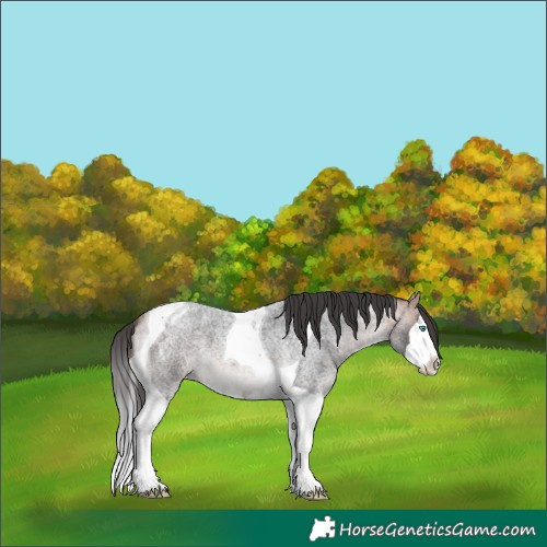 Horse Color:Platinum Bay Roan Splash Tobiano Varnish