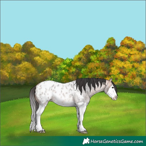 Horse Color:Platinum Bay Roan Splash Blanket Rabicano