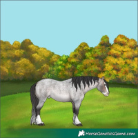 Horse Color:Platinum Bay Roan Splash