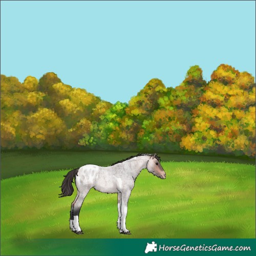 Horse Color:Platinum Bay Roan Tobiano Appaloosa Rabicano 