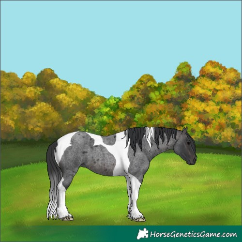 Horse Color:Platinum Brown Roan Tobiano