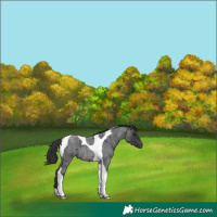 Horse Color:Platinum Brown Roan Tobiano
