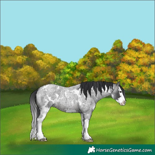 Horse Color:Platinum White Spotted Brown Roan Splash 