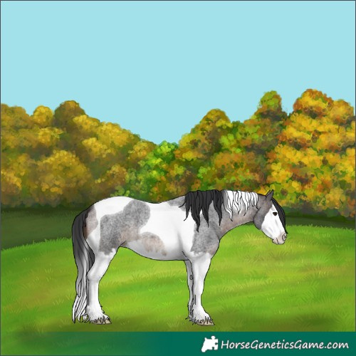 Horse Color:Brown Roan Splash Tobiano 