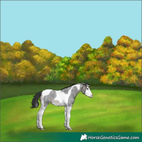 Horse Color:Brown Roan Splash Tobiano 