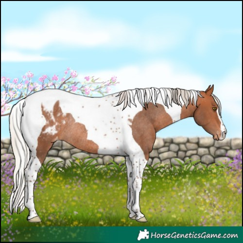Horse Color:Silver Bay Tobiano Appaloosa Rabicano