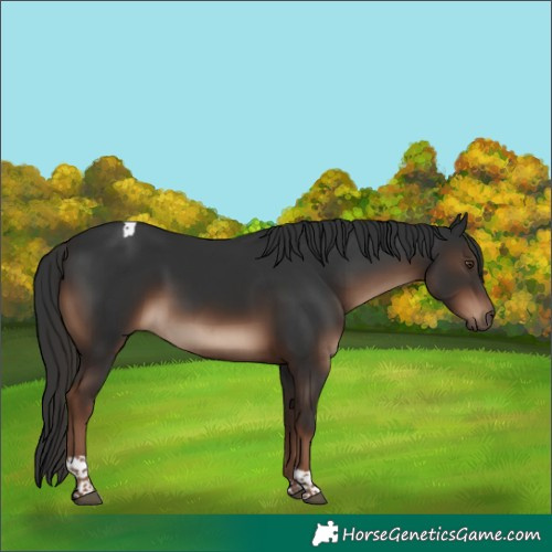Horse Color:Liver Chestnut Tobiano Rabicano 