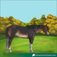Horse Color:Brown Tobiano Rabicano 