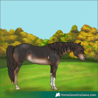 Horse Color:Liver Chestnut Tobiano Rabicano