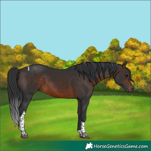 Horse Color:Bay Tobiano Rabicano 