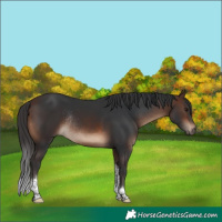 Horse Color:Brown Tobiano Rabicano 