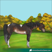 Horse Color:Bay Tobiano Rabicano
