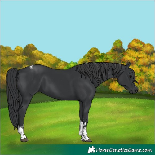 Horse Color:Black Tobiano 