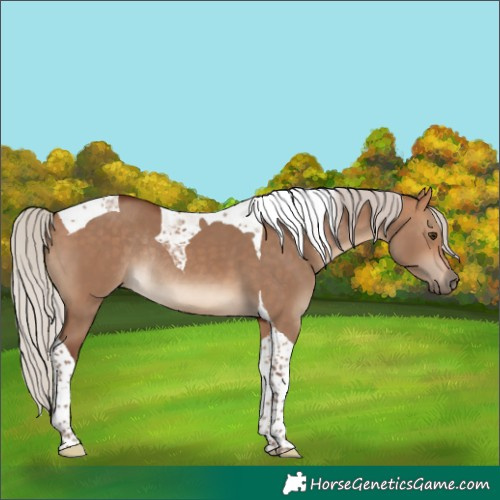 Horse Color:Silver Bay Dun Tobiano Rabicano