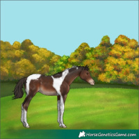 Horse Color:Liver Chestnut Tobiano Varnish 