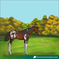 Horse Color:Bay Tobiano Appaloosa 