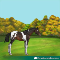 Horse Color:Gray Brown Tobiano Blanket 