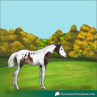 Horse Color:Gray Silver Brown Splash Tobiano Appaloosa