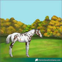 Horse Color:Gray Bay Splash Tobiano Appaloosa