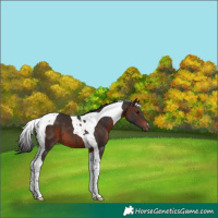 Horse Color:Brown Tobiano