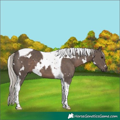 Horse Color:White Spotted Silver Black Tobiano