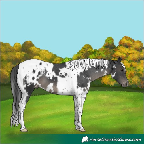 Horse Color:White Spotted Black Tobiano Blanket