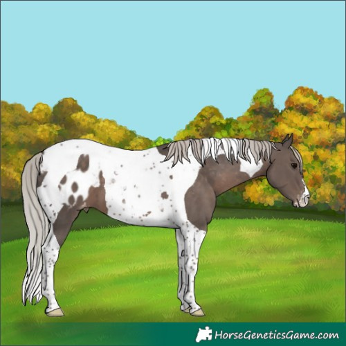 Horse Color:Silver Black Tobiano Appaloosa 