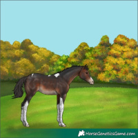 Horse Color:Brown Tobiano Appaloosa