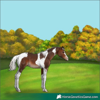 Horse Color:Silver Brown Tobiano 