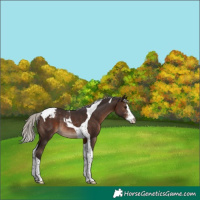 Horse Color:Silver Brown Sabino Tobiano Varnish Rabicano