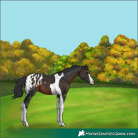Horse Color:Brown Tobiano Blanket
