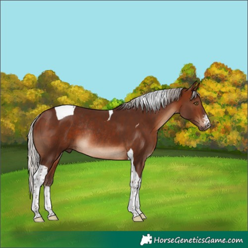 Horse Color:Silver Brown Sabino Tobiano Rabicano