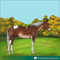 Horse Color:Silver Brown Sabino Tobiano Rabicano