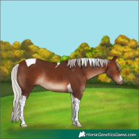 Horse Color:Silver Brown Sabino Tobiano Rabicano 