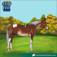 Horse Color:Silver Brown Sabino Tobiano Rabicano 