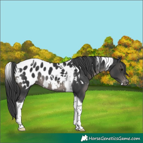 Horse Color:White Spotted Black Tobiano Blanket Rabicano 