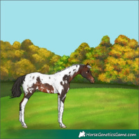 Horse Color:White Spotted Bay Tobiano Appaloosa Rabicano