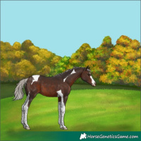 Horse Color:Silver Brown Tobiano Appaloosa