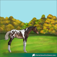 Horse Color:Gray Silver Brown Tobiano Appaloosa