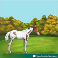 Horse Color:White Spotted Silver Bay Tobiano Appaloosa