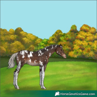 Horse Color:White Spotted Silver Brown Tobiano Varnish 