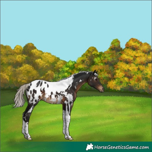 Horse Color:Gray White Spotted Silver Brown Tobiano Blanket 